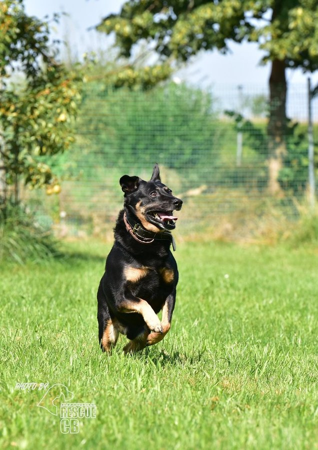 Darujeme nalezeného křížence - 6