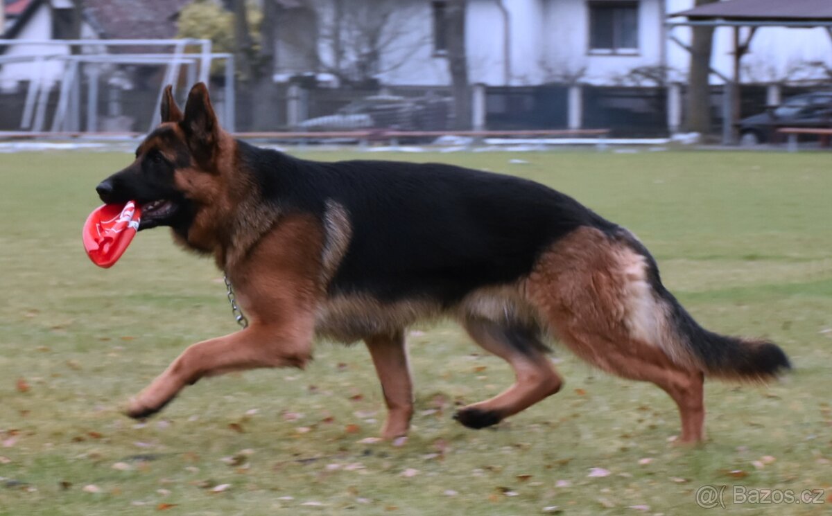 Německý Ovčák - 6