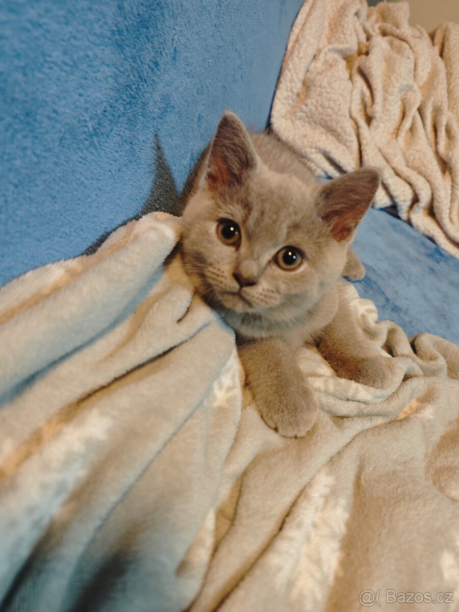 Britská koťátka - 6