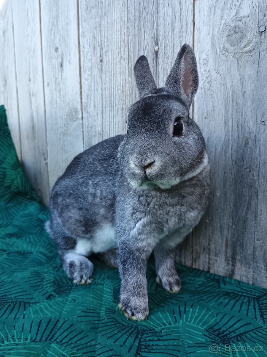 Zakrslý REX činčilový s PP - 6