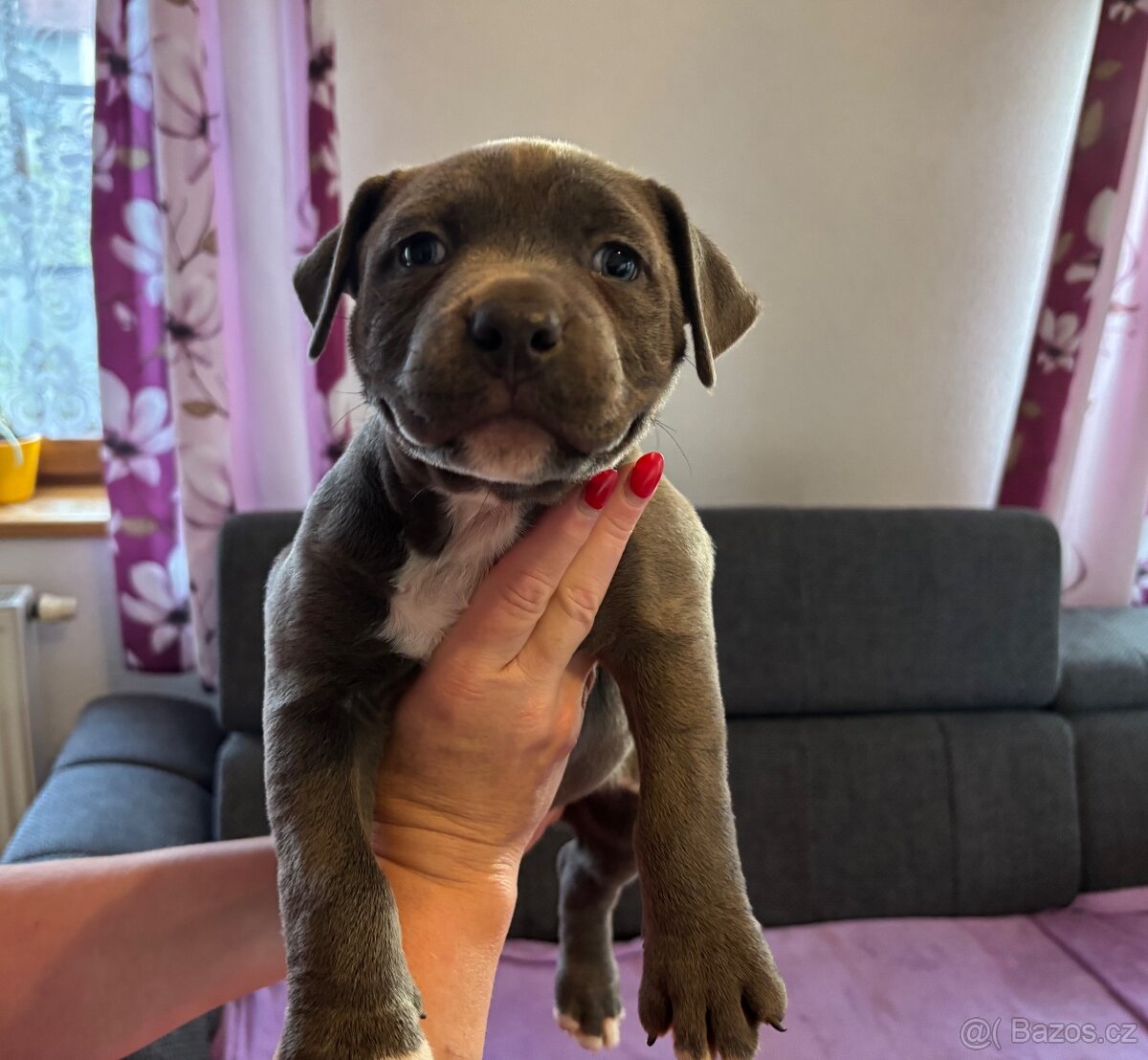 Americký Stafordširský Teriér - 6