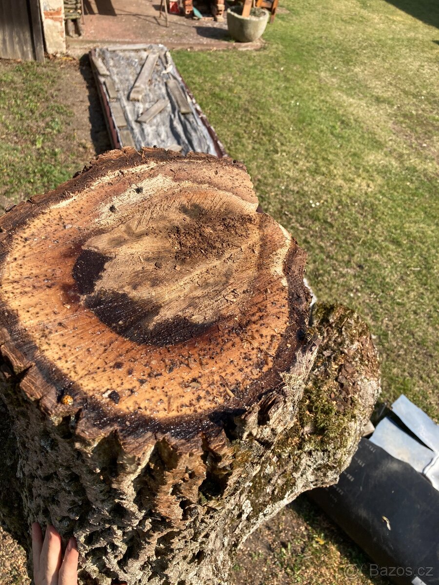 Kmeny ořechu - ořechové dřevo - 6
