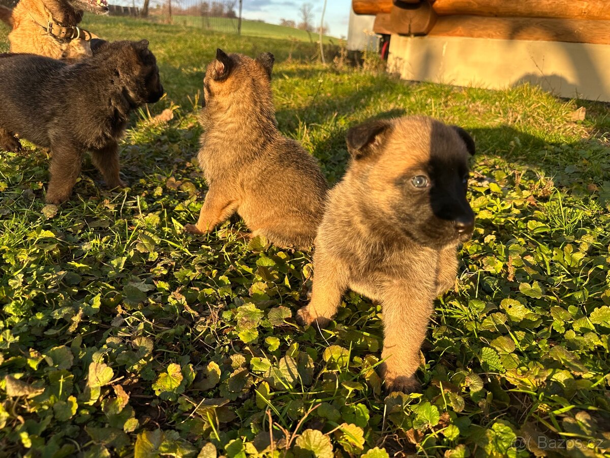 Belgický ovčák Malinois X německy ovčák - 6
