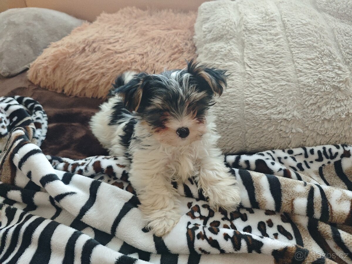 Biewer Jorkšírský Teriér - 6