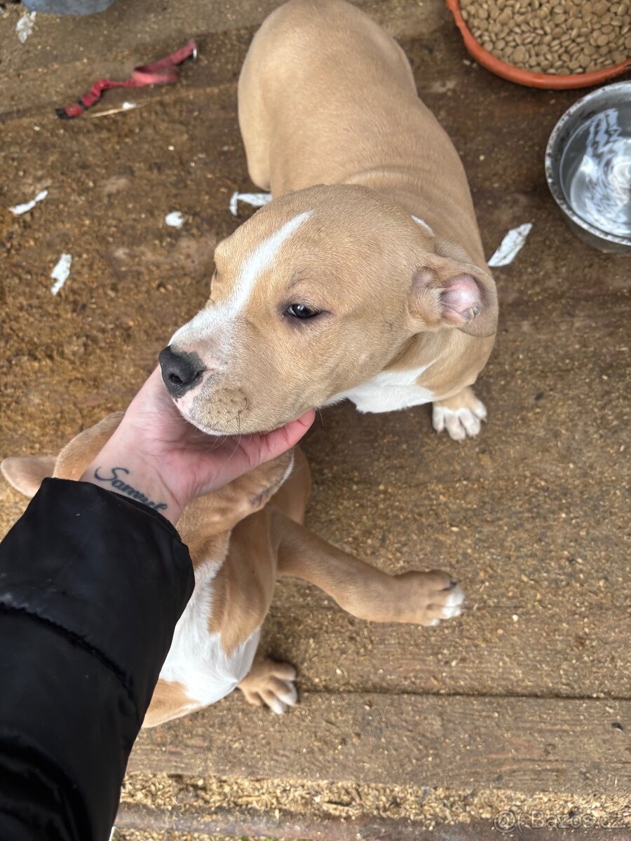 Americký stafordsirsky terier, Stafford, amstaf - 6