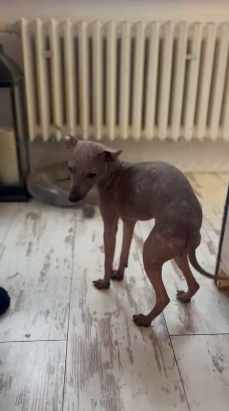 Americký bezsrstý teriér - 6