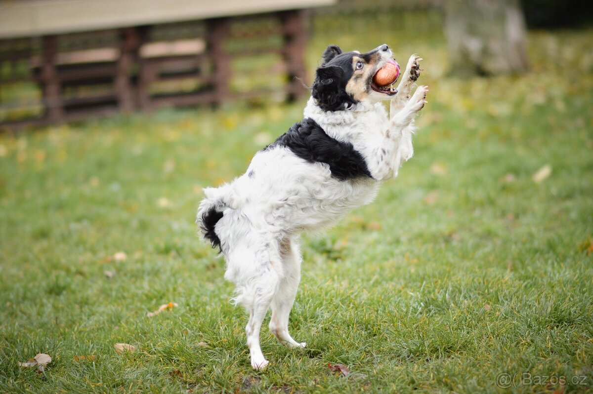 Bublina - malá kříženka, moc hodná, mazlivá a praštěná - 6