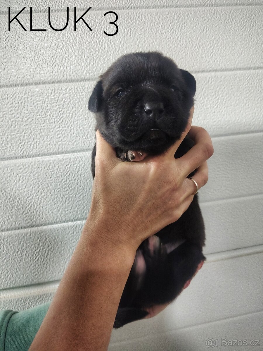 Štěňata kříženci - 6