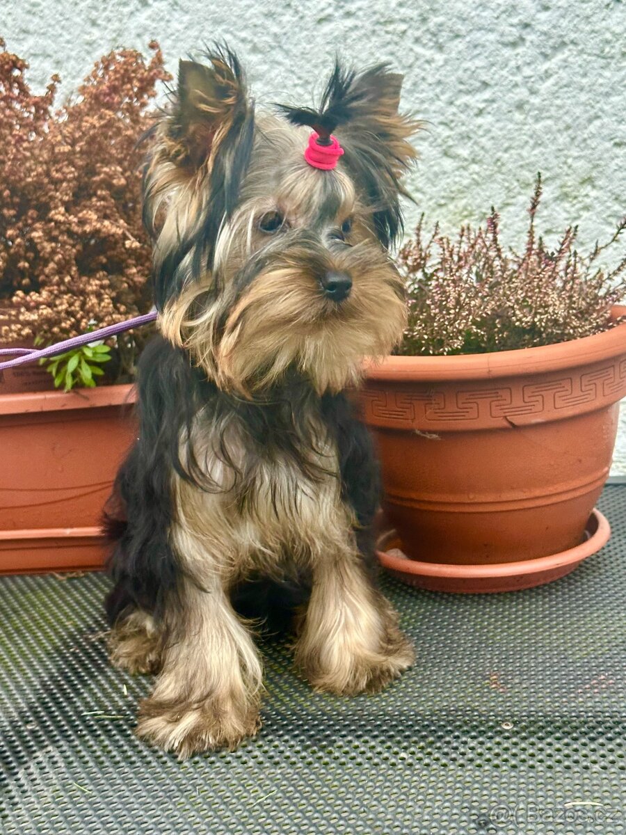 Jorkšírský teriér, drobná fenka fenka s Pp - 6