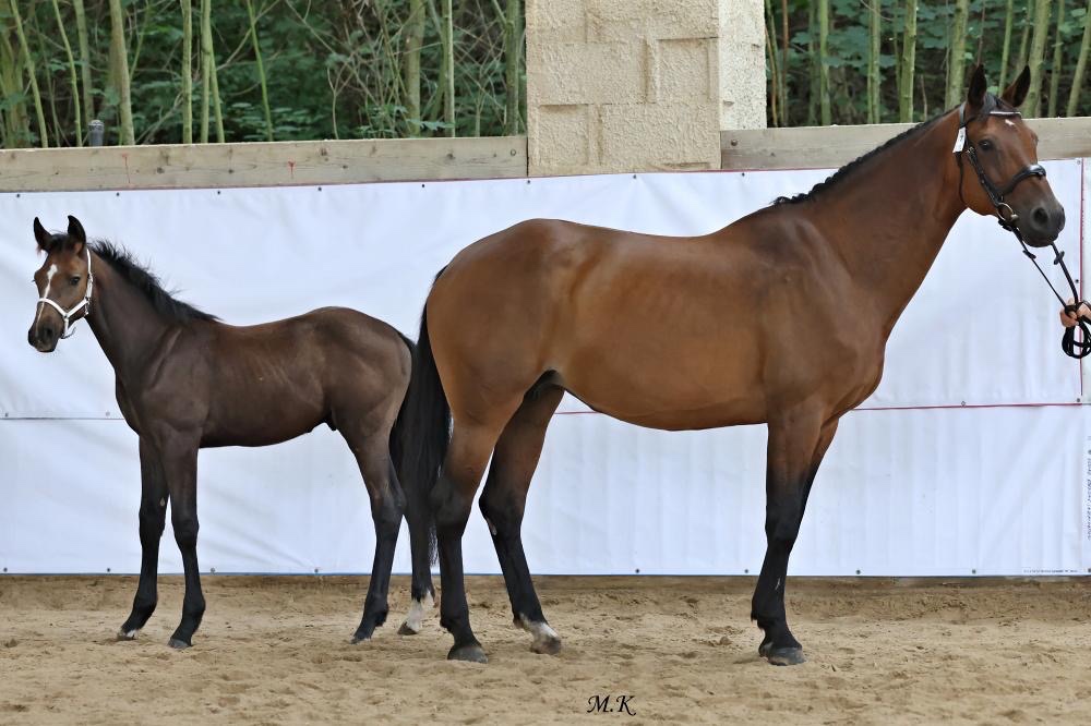 Klisna po Comme il faut a hribe hrebec po Contagio Z - 6