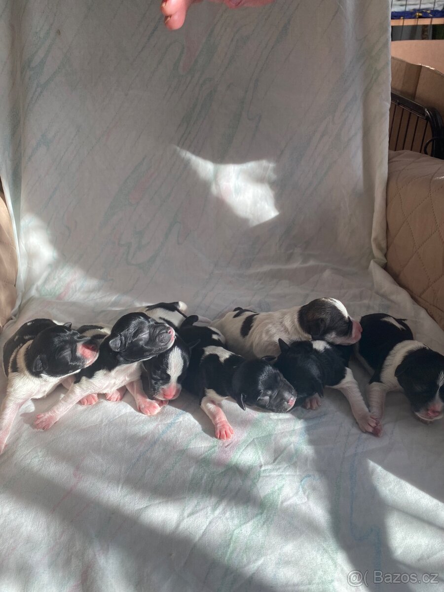 Knírač malý barevný - 6