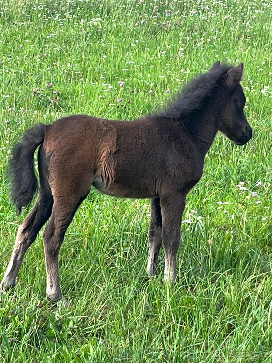 Klisnička minihorse - 6
