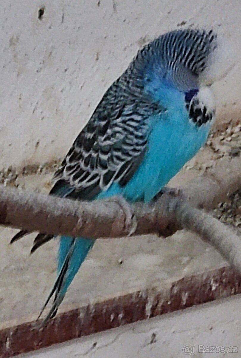 Výstavní andulky - 6