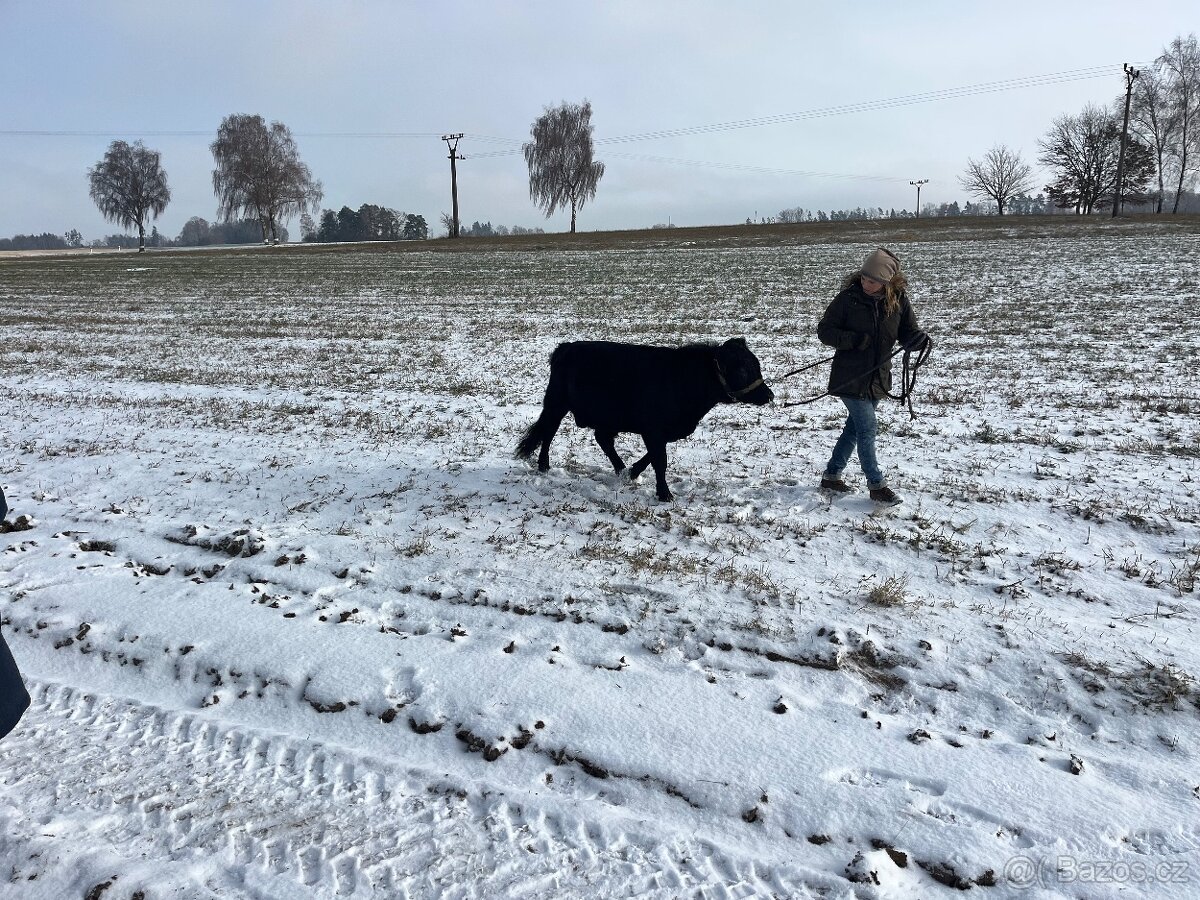 Prodám plenenneho býka Dexter - 6