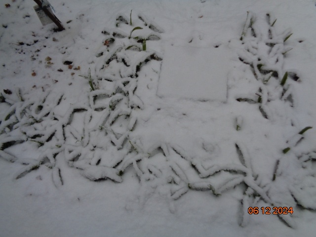 Mrazuvzdorná Palma konopná-palmičky - 6