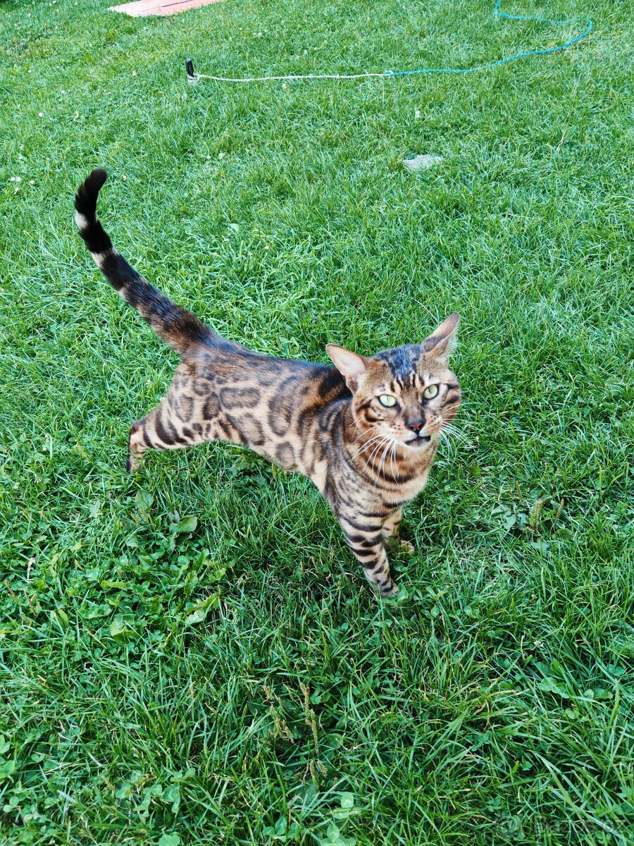 Bengálský kocour s PP. - 6