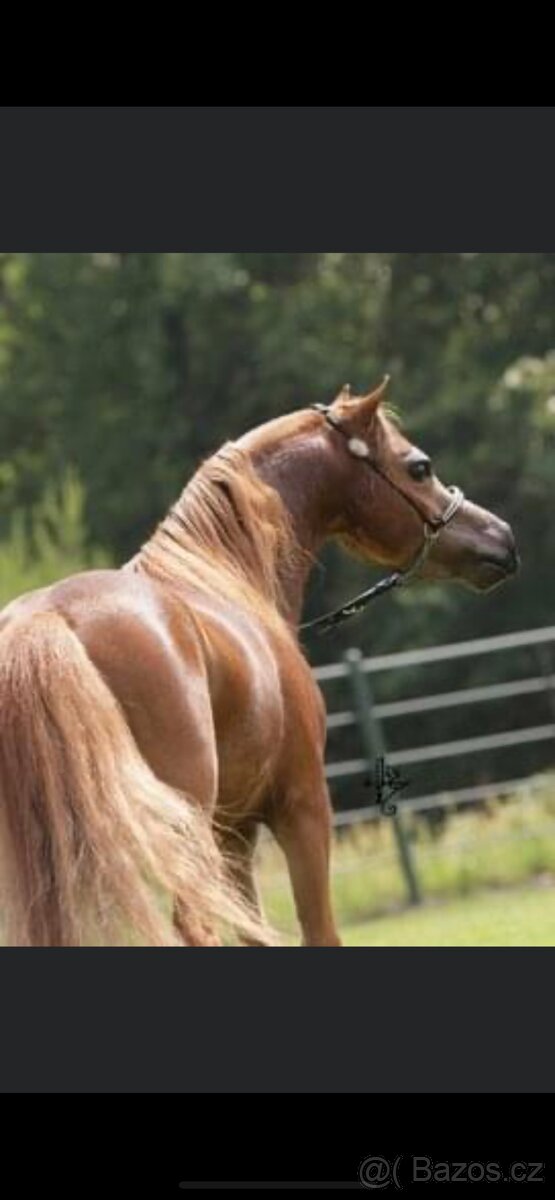 Prodám chovnou klisnu minihorse, american miniature horse - 6