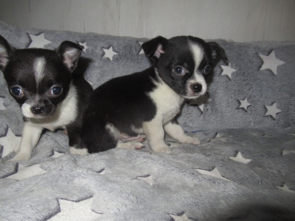 Čivava štěňátka - 6