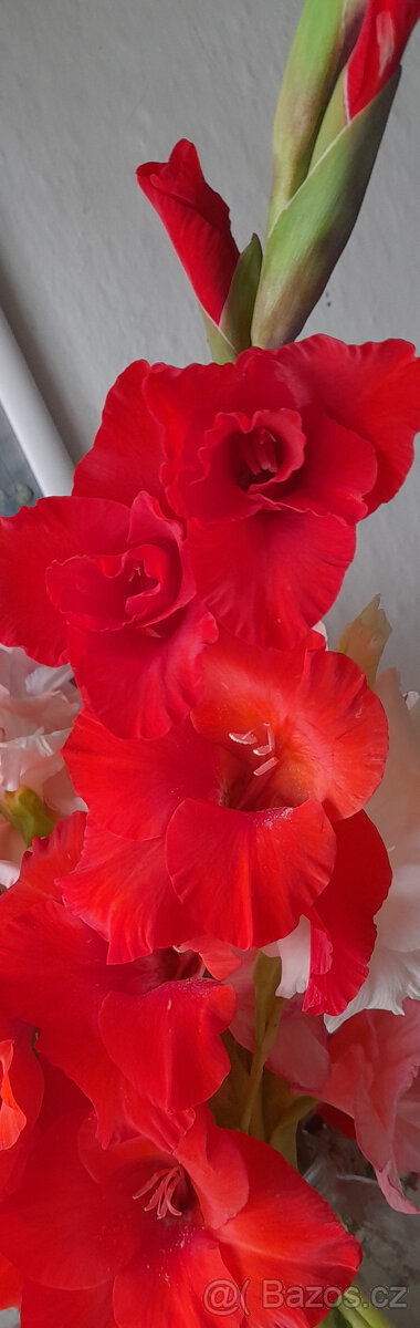 mečíky, cibule mečíků - 6