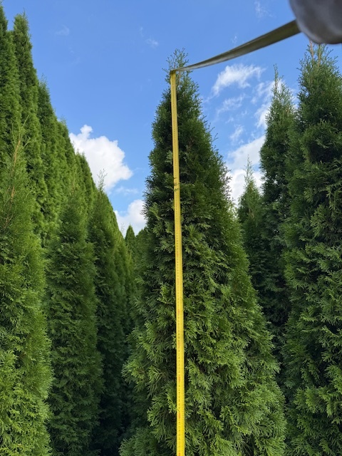 THUJE SMARAGD - 6