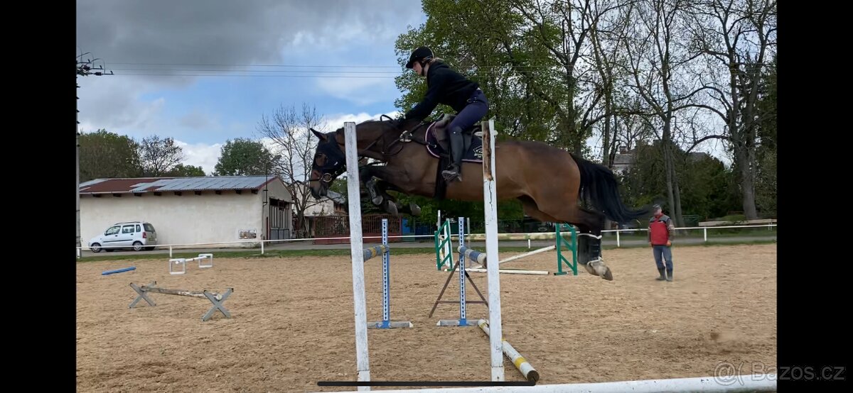 Elegantní klisna pro rekreaci či chov - 6