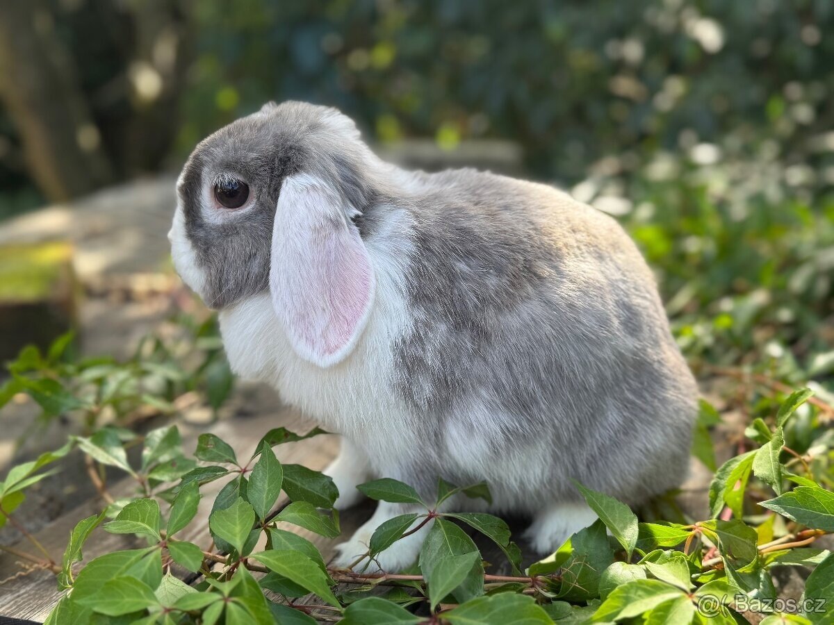 Dospělá samička zakrslého beránka - 6