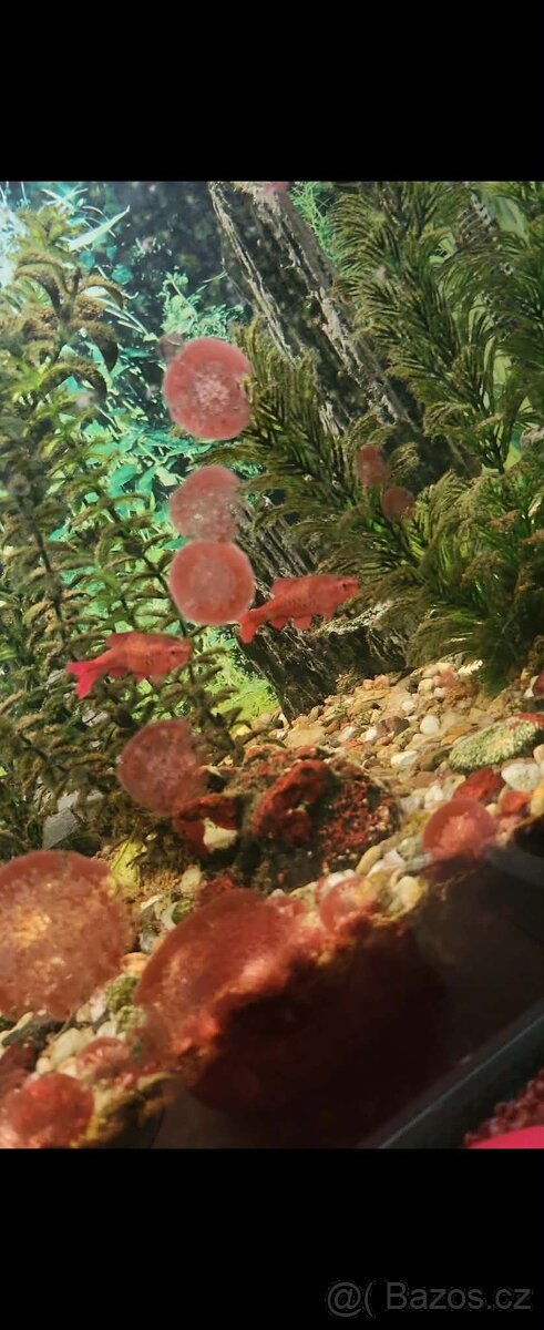 Prodám akvárium - 6