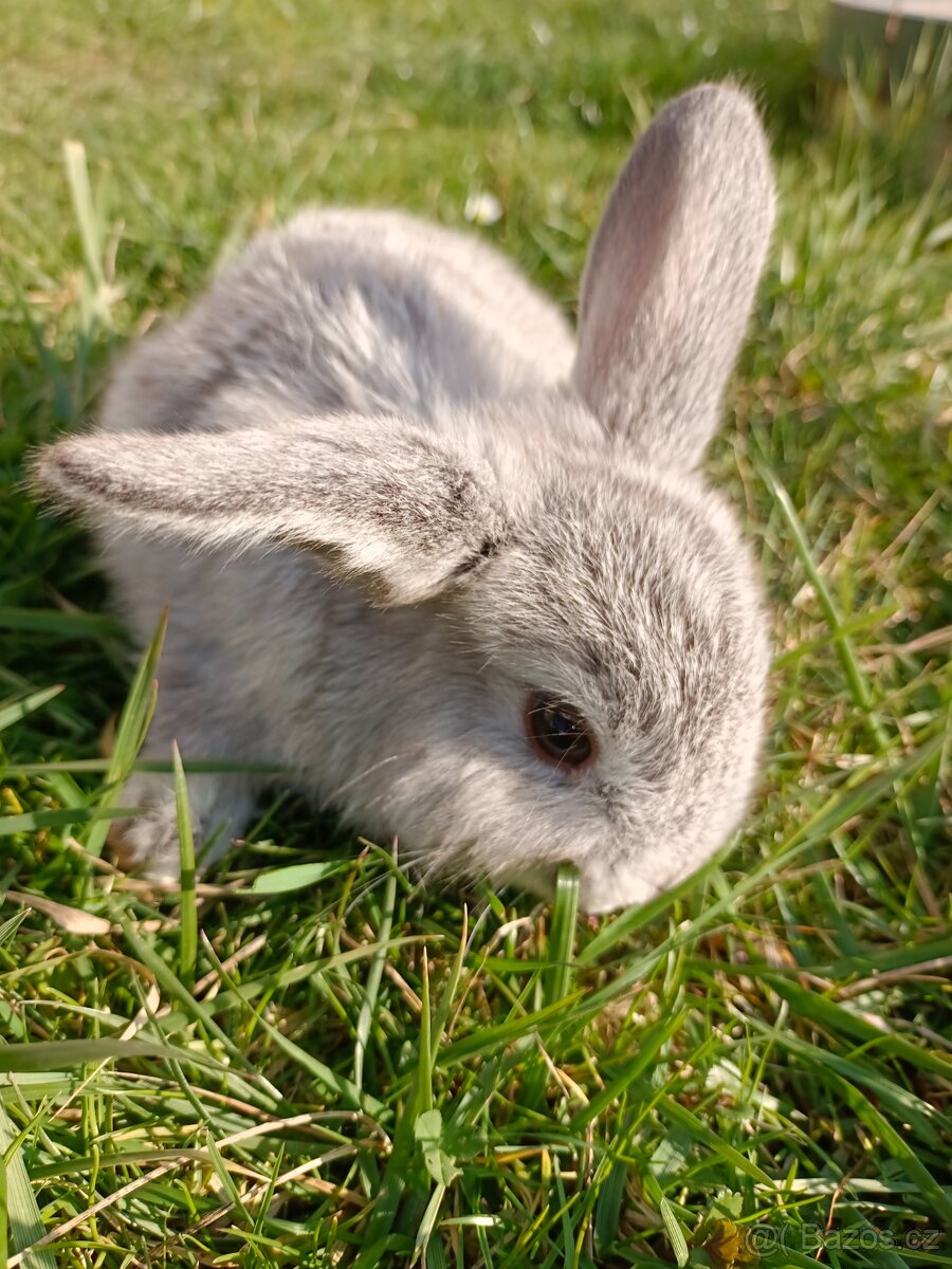 Zakrslý beránek - 6