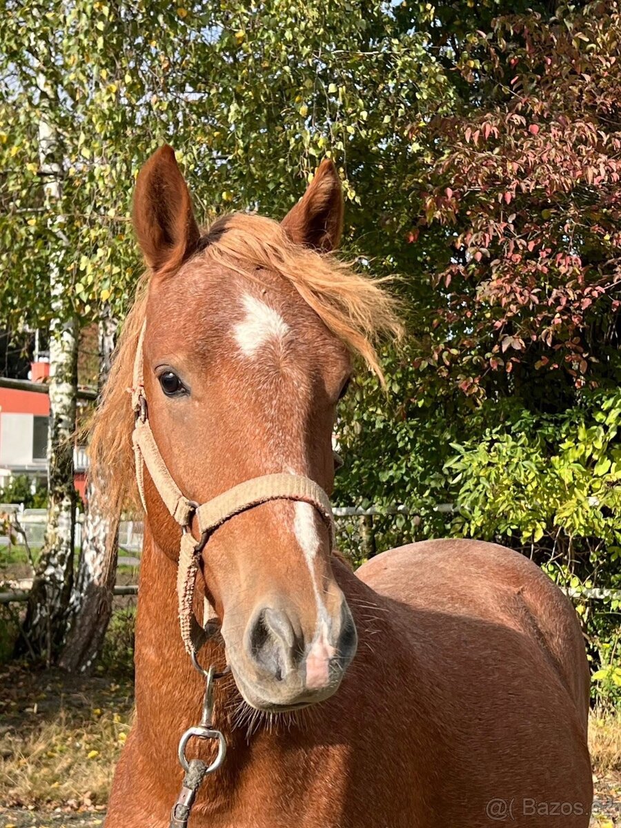 2 mladí WPB hřebci do sportu - 6
