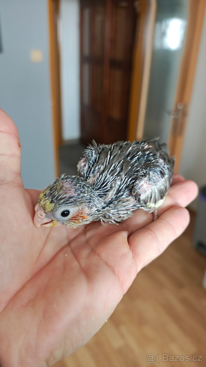 Ručně dokrmené Korely chocholaté. - 6