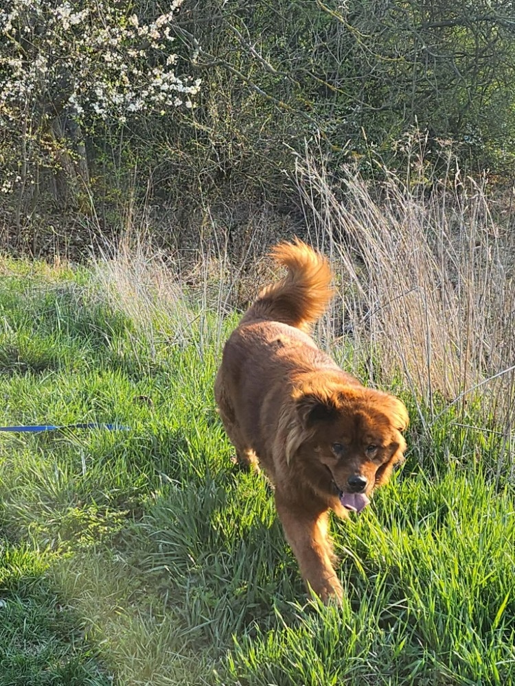 Chundelatý Brit - 6