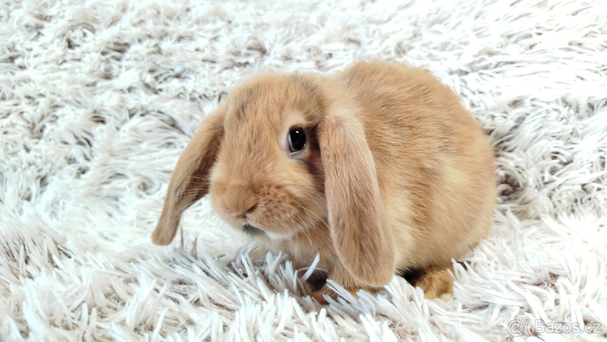 Zakrslý beránek, králíček, králík - JAYDEN - 6