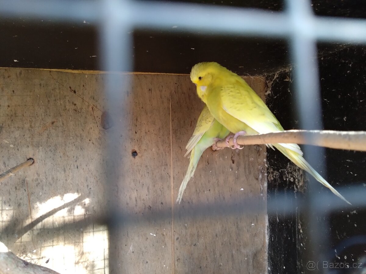 Prodám letošní odchovy. 2025 - 6