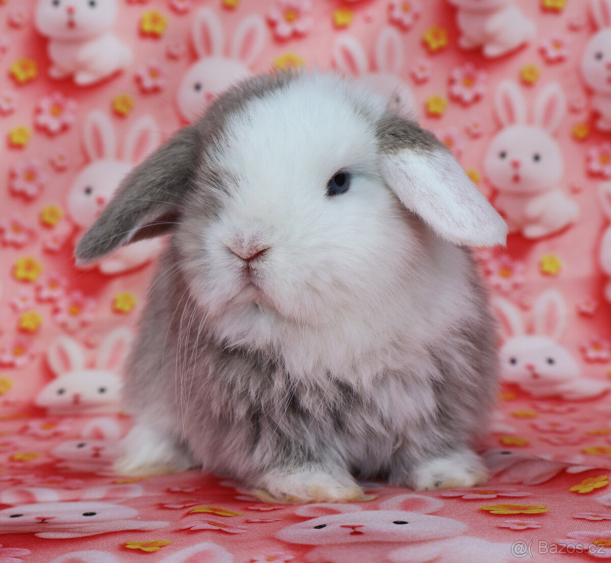 Zakrslí beránci NHD modrá očka . - 6