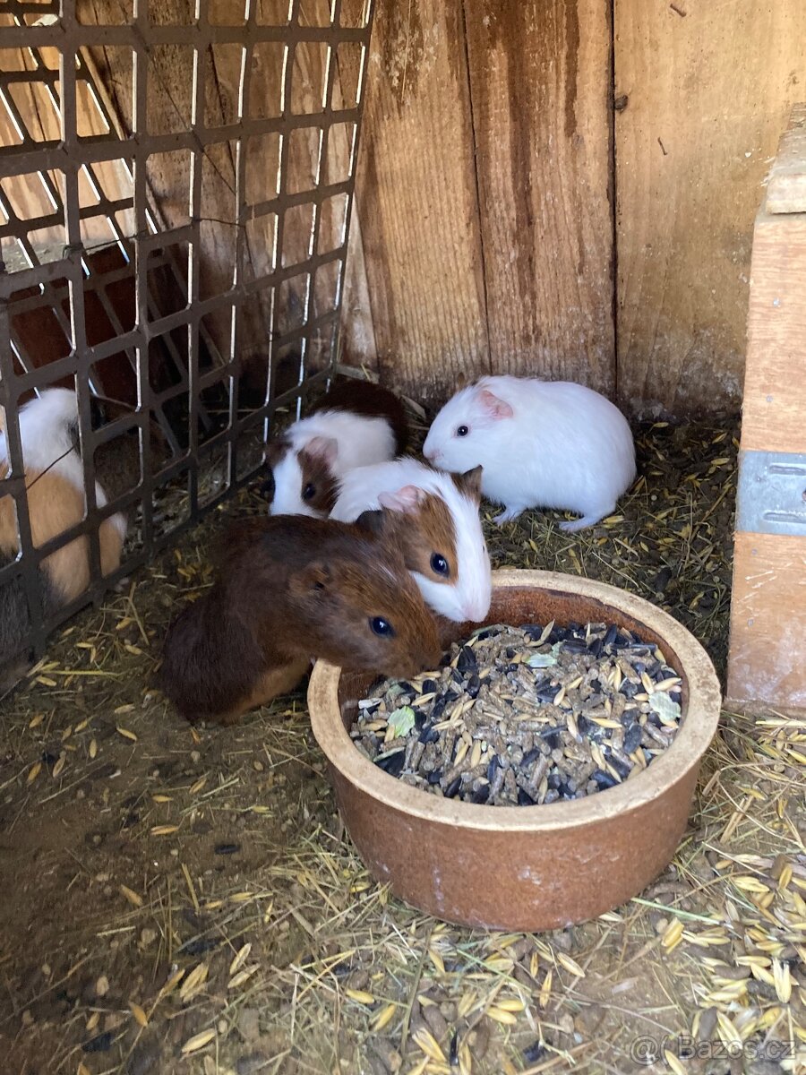 Prodám morčata - 6