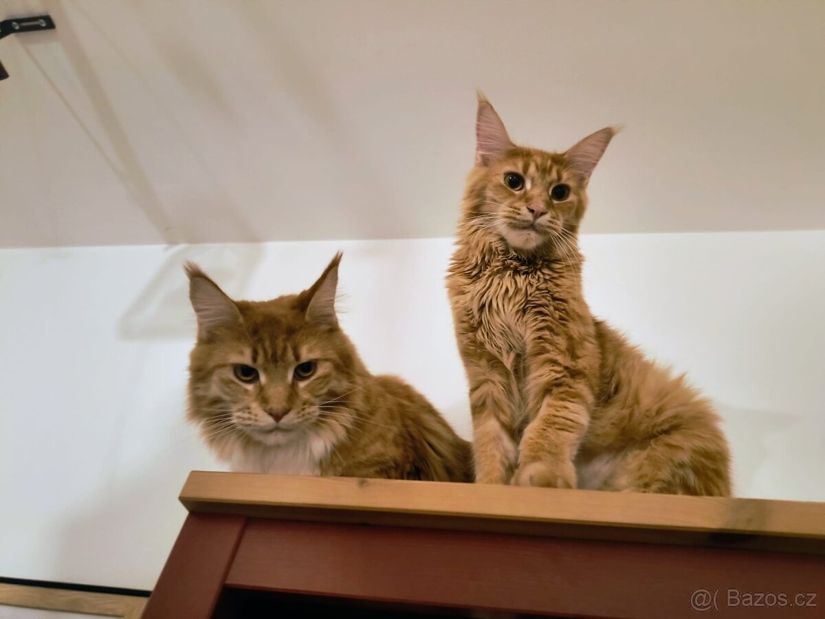 Mainské mývalí kočky s PP - 6