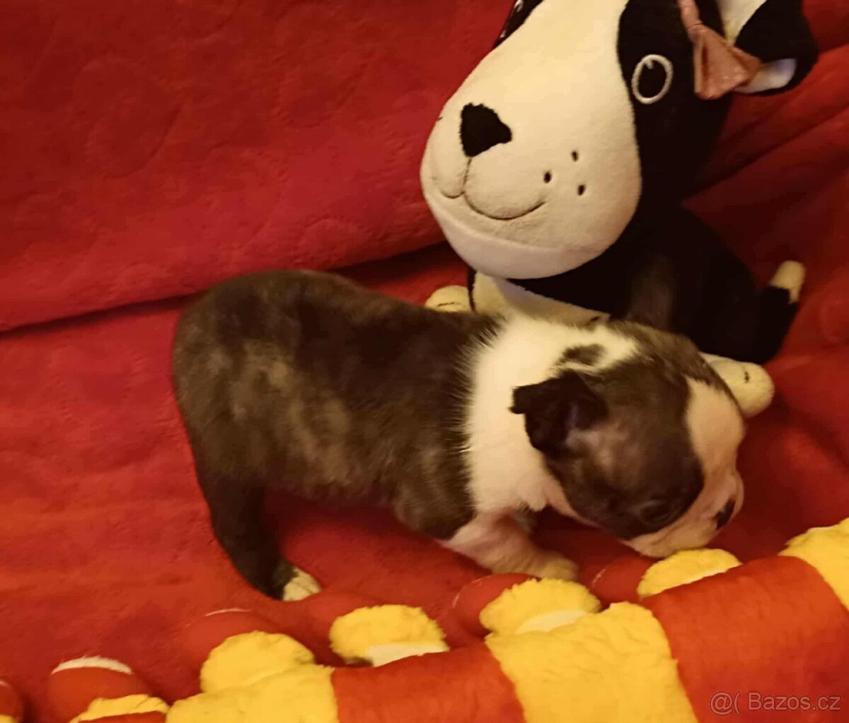 Boston,Bostonský teriér,Boston Terrier s PP - 6