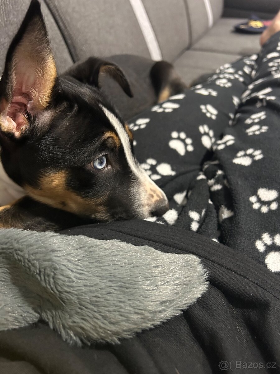 Štěně do dobrého domova - 6