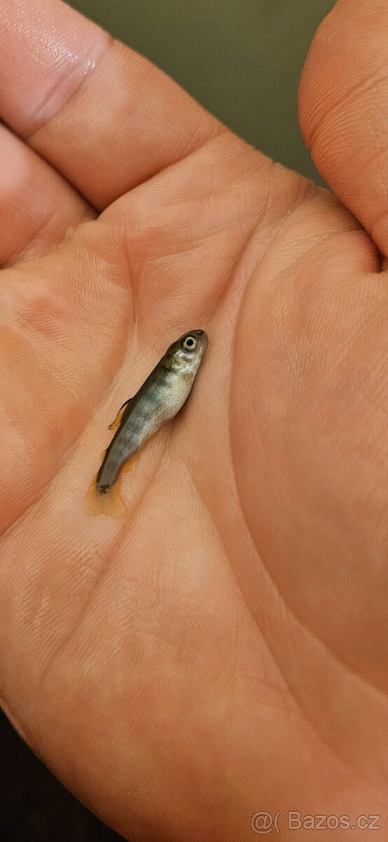 Prodám plůdek pstruha duhového - 6