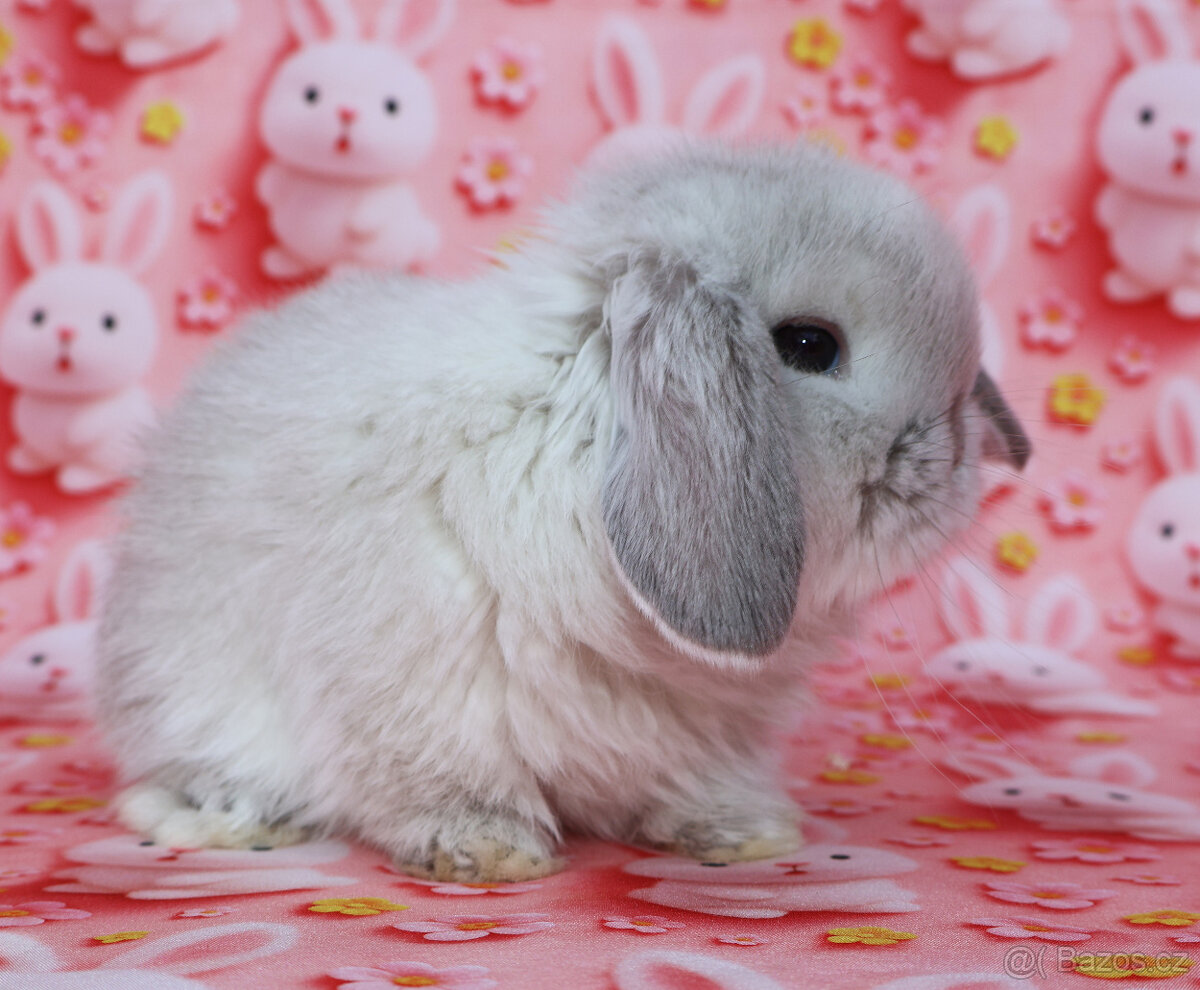 Zakrslí beránci NHD . - 6