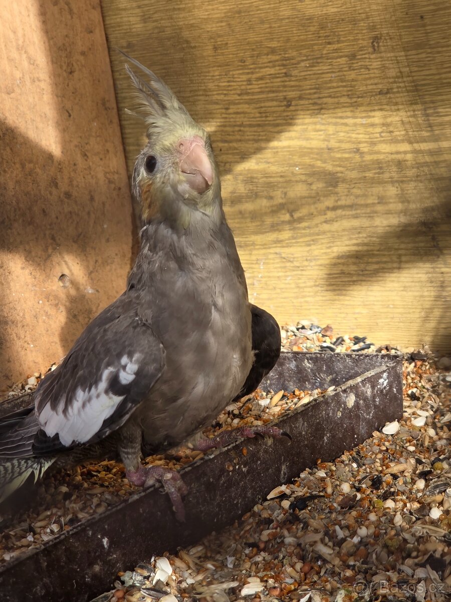 Korela chocholatá - 6