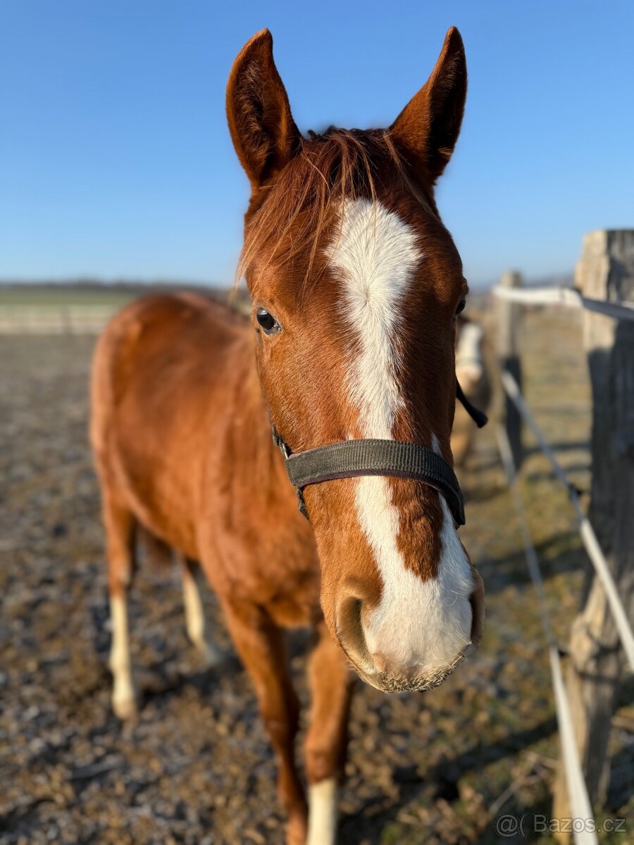 Ustájení 24/7 pro hříbě - 6