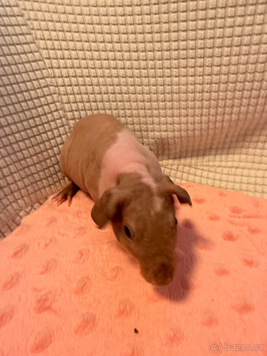 Skinny morče samec s PP - 6