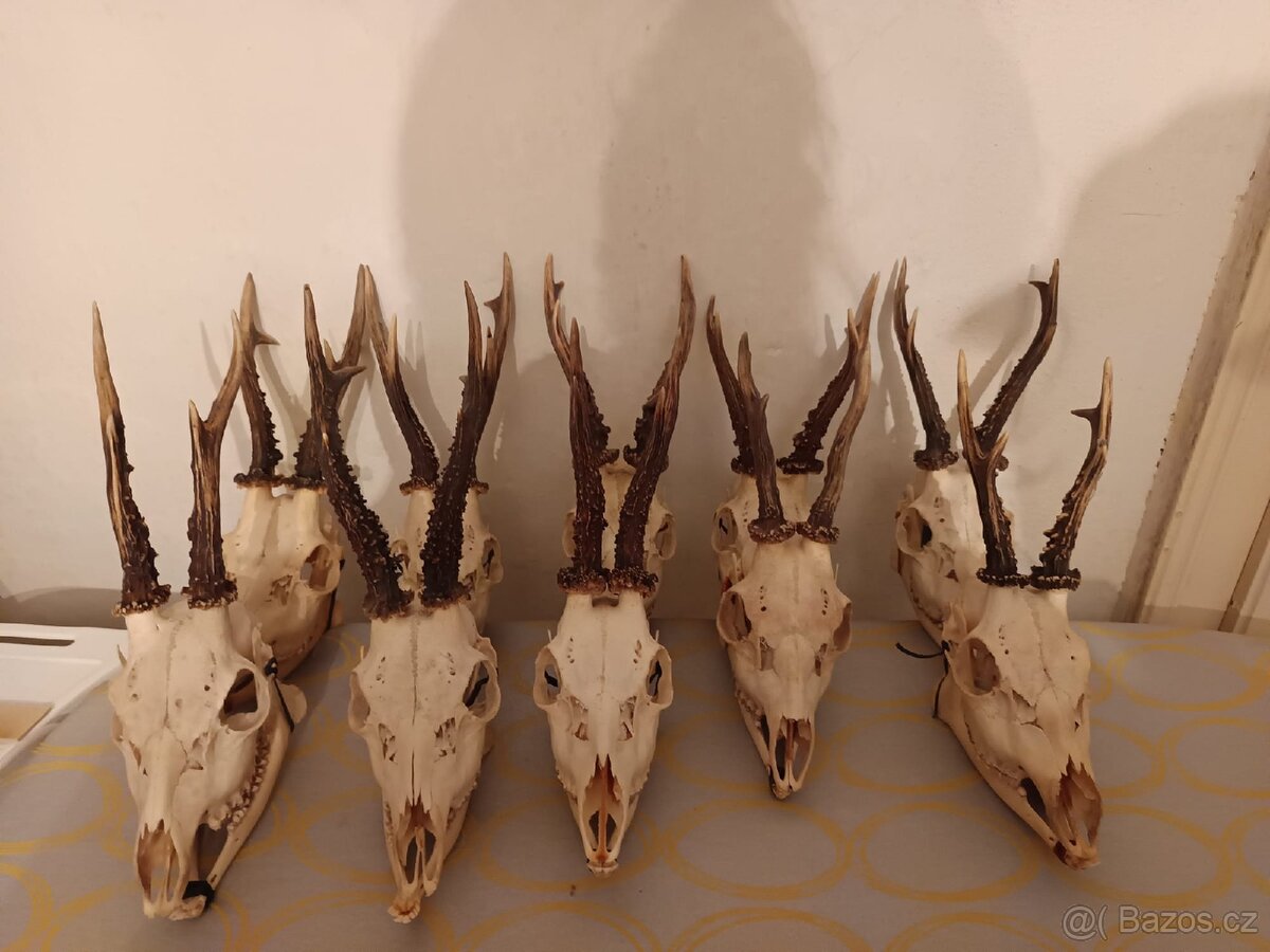 Srnčí lebky s parožím - 6