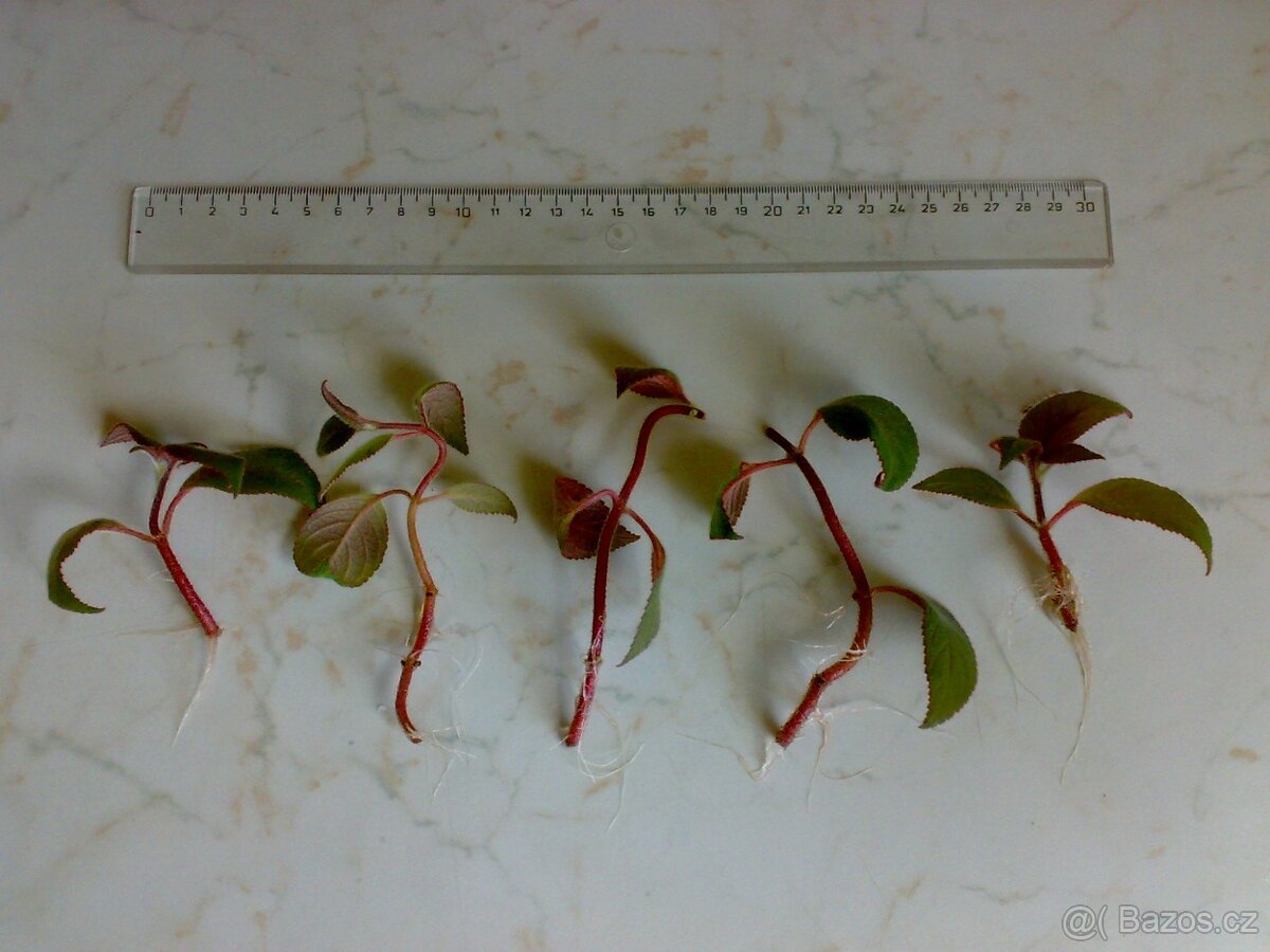 Kohlerie - Kohleria eriantha - zakořeněné řízky - 6