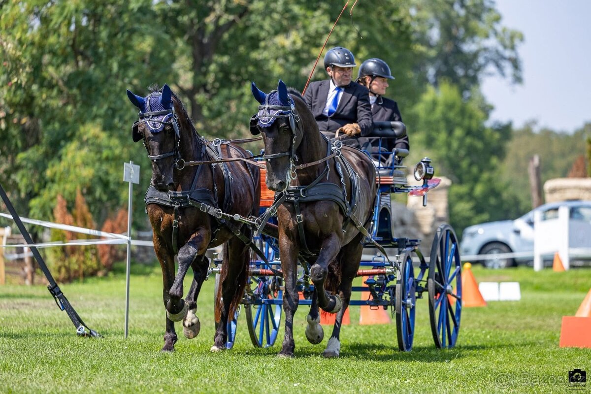 Starokladrubské klisny - 6
