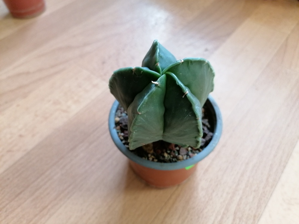 Krásný beztrnný kaktus Astrophytum Myriostigma Nudum - 6