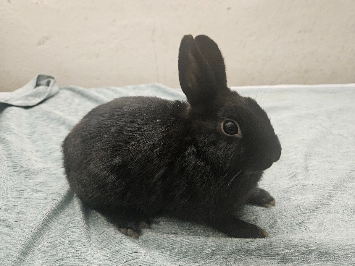 Zakrslý králíček - 6
