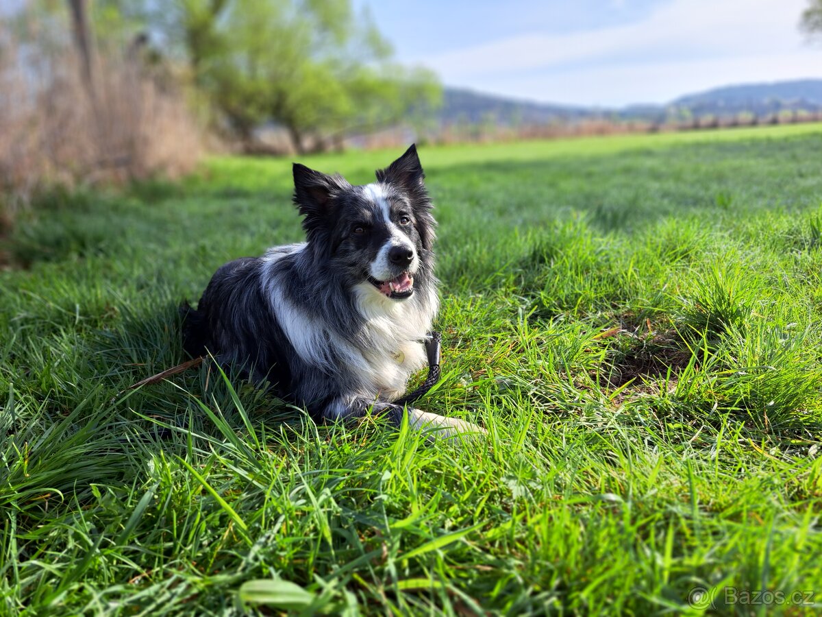 Nabízím krytí psem border kolie. - 6
