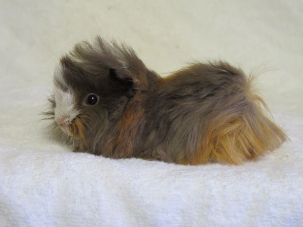 Morče peruánec - 6